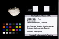 Foto (Objekt + Etikett) von Decapoda indet.  (NHMW-GEO-1990-0041-2503)
